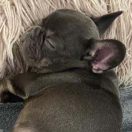 French Bulldog Puppies from Boise French Bulldogs