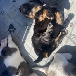 Dachshund Puppies from Tweenie Weenie Dachshunds