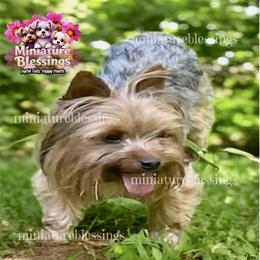 Simba - Yorkshire Terrier