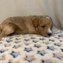 Theo - Apricot male Poodle puppy in Stilwell, Oklahoma from LR&R Dog Co.