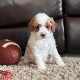 Reef - Blenheim male Cavapoo puppy in Orrstown, Pennsylvania from Pawfect Fur Friends