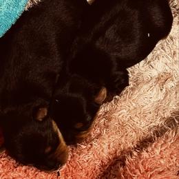 Willow - Black and tan female Yorkshire Terrier puppy in Kingston, Oklahoma from Lake Life