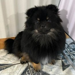 Dunkin - Black and tan male Pomeranian puppy in Douglas, Massachusetts from Country Oak Poms LLC