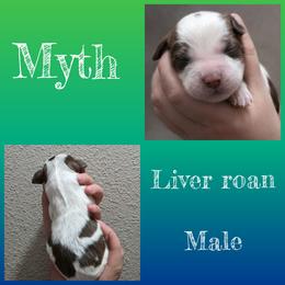 Myth - Liver white and roan male English Springer Spaniel puppy in Florida from Thunderbird Springers