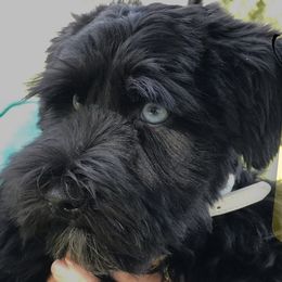 Sky - Miniature Schnauzer