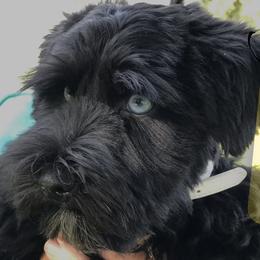 Sky - Miniature Schnauzer