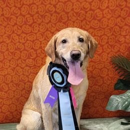 Labrador Retrievers from Johnston Labs