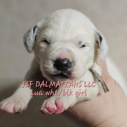 Pink - White and black female Dalmatian puppy in Conrath, Wisconsin from JSF Dalmatians LLC