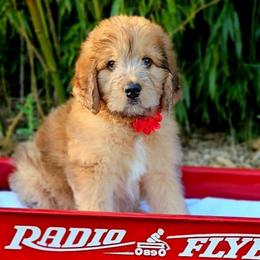 Elmer - Merle-sable male Saint Berdoodle puppy in Battle Ground, Washington from Mad Hatter Farms Saint Berdoodles