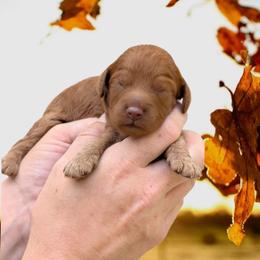 Cedar - Red male Cavapoo puppy in Coshocton, Ohio from Forever Family Puppies