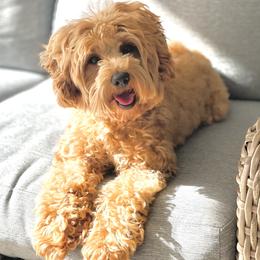 Foxxie Marie  - Australian Labradoodle