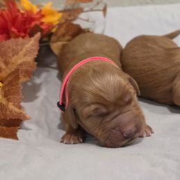 Ginger - Dark golden female Golden Retriever puppy in Lebanon, Oregon from SnowPeakPaws