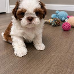 Bean - Liver male Shih Tzu puppy in Gig Harbor, Washington from Shih Tzu snuggles