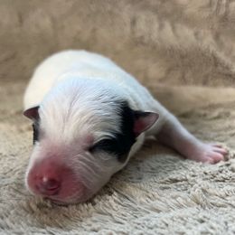 Boy 1 - Blue male Australian Cattle Dog puppy in Irvington, Kentucky from Dry Valley’s Australian Cattle Dogs