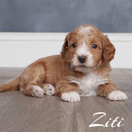 Ziti (Lt Blue Collar) - Apricot male Goldendoodle puppy in Guthrie, Oklahoma from Edmond Doodles, LLC