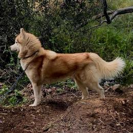 Jessie - Siberian Husky