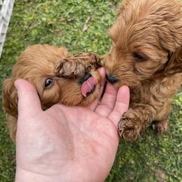 Goldendoodle Puppies from Coal Country Doodles