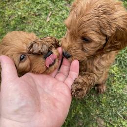 Goldendoodle Puppies from Coal Country Doodles