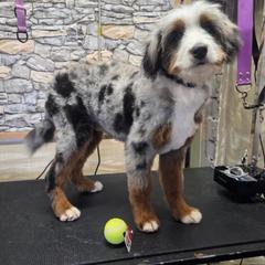 Axel - Merle male Double Doodle puppy in Horseshoe Bend, Idaho from Over the Moon Poodles and Doodles