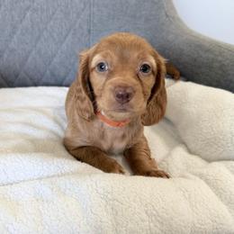 Olivia - Cream female Dachshund puppy in Moreno Valley, California from rdachshunds