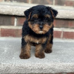 Jax - Black and tan male Yorkipoo puppy in Clifton, New Jersey from Kdash_yorkies