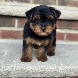 Jax - Black and tan male Yorkipoo puppy in Clifton, New Jersey from Kdash_yorkies