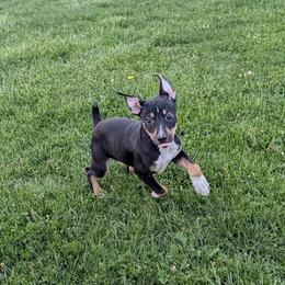 Cloudy - Black tan and white male Rat Terrier puppy in Caldwell, Ohio from Forest Grove Rat Terriers