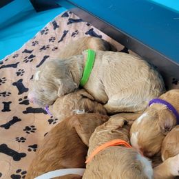 French Bulldog and Goldendoodle Puppies from Good Vibes Puppies