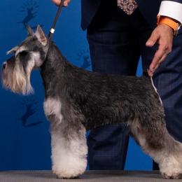 Dazzy - Miniature Schnauzer