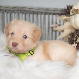 Honey - Gold female Bordoodle puppy in Conway, Missouri from 2J 2K Bordoodles