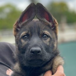 Girl 3 - Sable German Shepherd puppy in Riverside, California from Von Der Sagobi