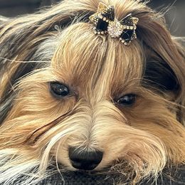 Biewer Terrier Puppies from Bouquet Biewers