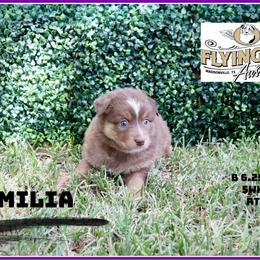 Emilia - Red tri female Miniature Australian Shepherd puppy in Madisonville, Texas from Flying LL Aussies