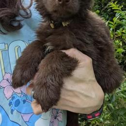 Tan collar - Liver male German Shepherd puppy in Chambers, Arizona from Devil-Dog Shepherds