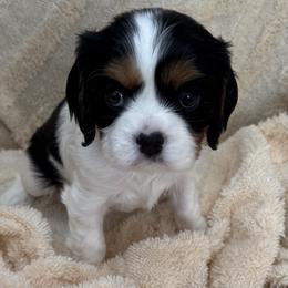 Girl 2 - female Cavalier King Charles Spaniel puppy in Santa Rosa, California from Shooting Star Cavaliers