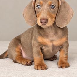 Female 1 - Fawn (isabella) and tan female Dachshund puppy in El Campo, Texas from Creamer Creek Kennel