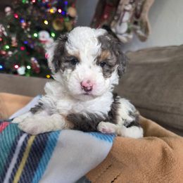 Mr Claus - Blue merle male Bernedoodle puppy in Blackfoot, Idaho from Draper Mountain Doodles