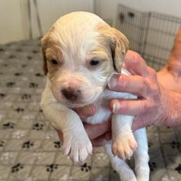 Purple - Orange and white male Brittany puppy in Hayward, California from Fieldstone Bird Dog Kennels / West Coast Brittany’s