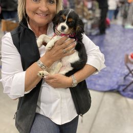 Cavalier King Charles Spaniel Puppies from Mapleview Cavalier King Charles Spaniels