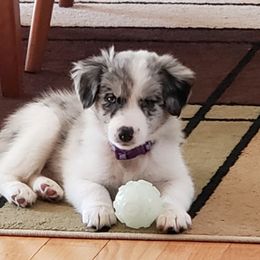 Border Collie Puppies from EOT Border Collies