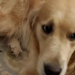 Chloe - Golden Retriever