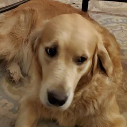 Chloe - Golden Retriever