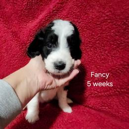 Yellow collar fancy - Black and white female Bernedoodle puppy in Fairmount, Indiana from Capens' Doodles,Poodles and Poo's