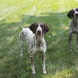 German Shorthaired Pointers from ADAIR GSP