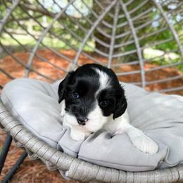 Sebastian - Black and white male Cavapoo puppy in Wamego, Kansas from Doodles of Oz