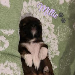 Millie - Brindle female Shih Tzu puppy in Pearland, Texas from Pup Paw-lace