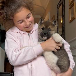 Kira - Girl 3 - Brown female Akita puppy in Coopersburg, Pennsylvania from Main Street Akitas