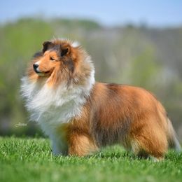Jake - Shetland Sheepdog