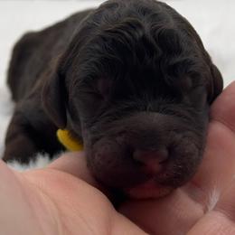 Beaufort - Brown and white male Bernedoodle puppy in Claremont, North Carolina from Magnolia Grove Farms
