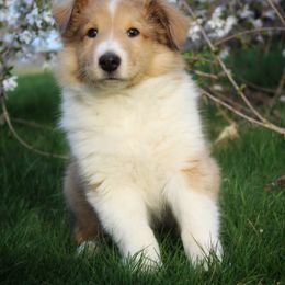 Collie Puppies from Circle H Farm